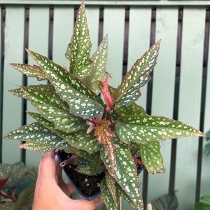 Meet your Posher, Mildred